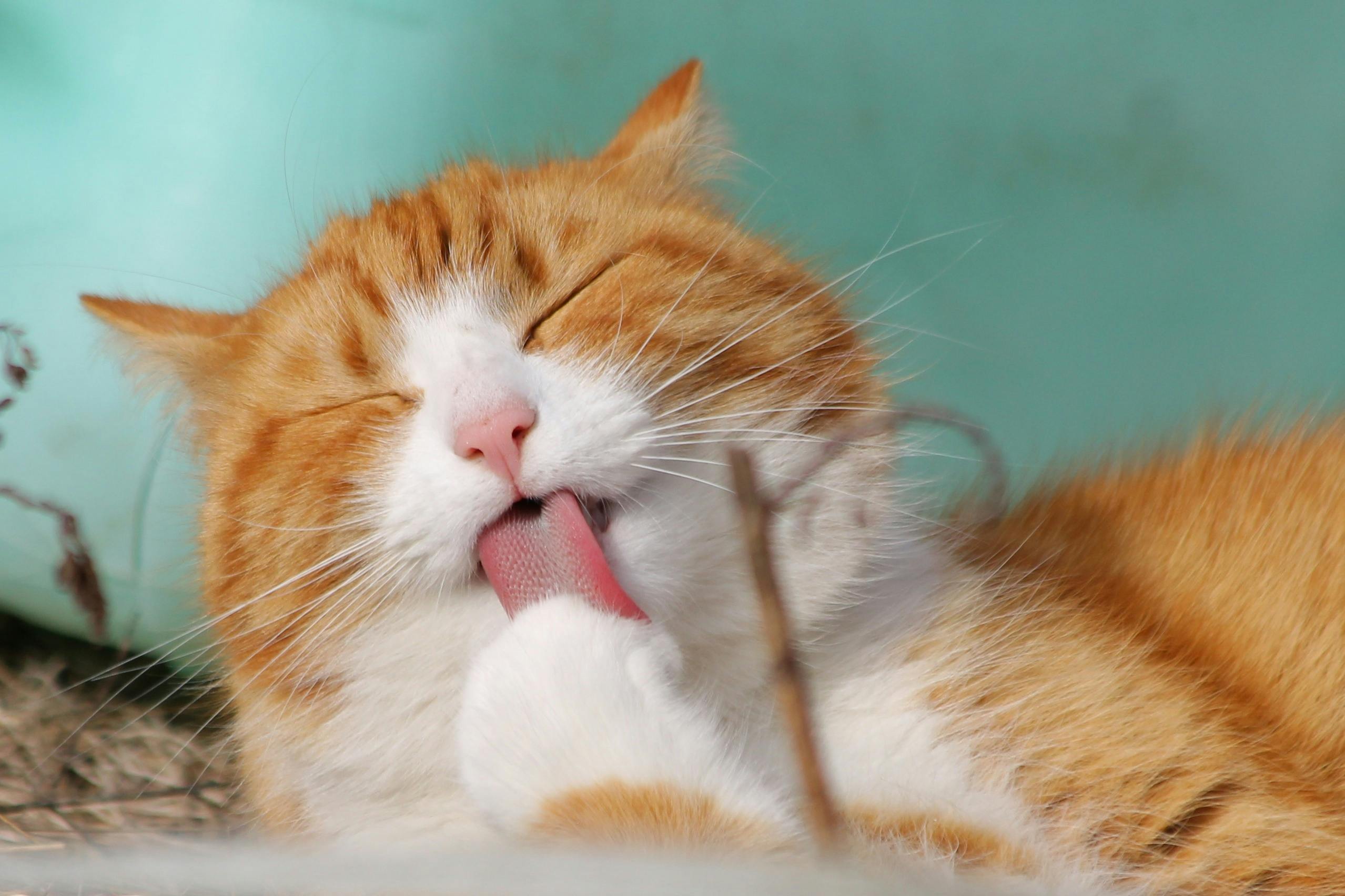 Celebrate Global Cat Day and Katch the Significance of Felines in Saudi Culture