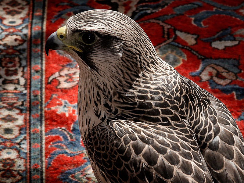 VIP Guest Experience & Red-Carpet Coordination